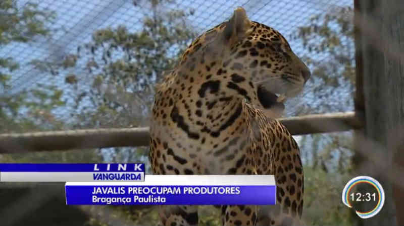 Caça ilegal de animais silvestres preocupa em Bragança Paulista, SP
