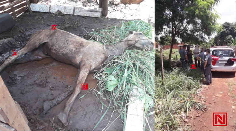 Cavalo morre por maus-tratos em Cordeirópolis (SP); animal teria falecido por tétano, segundo PMs
