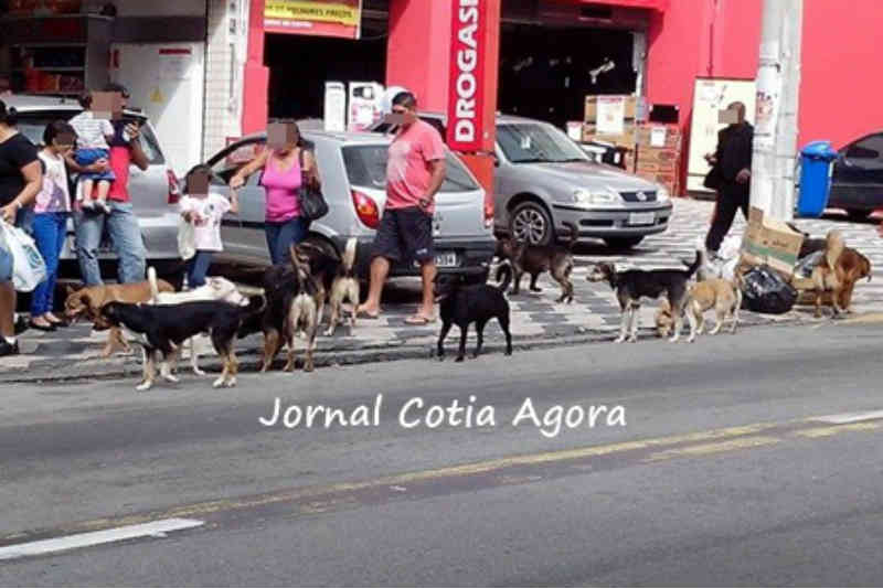 Construção de centro de zoonoses de Cotia (SP) ficou na promessa e ruas estão cheias de cães abandonados