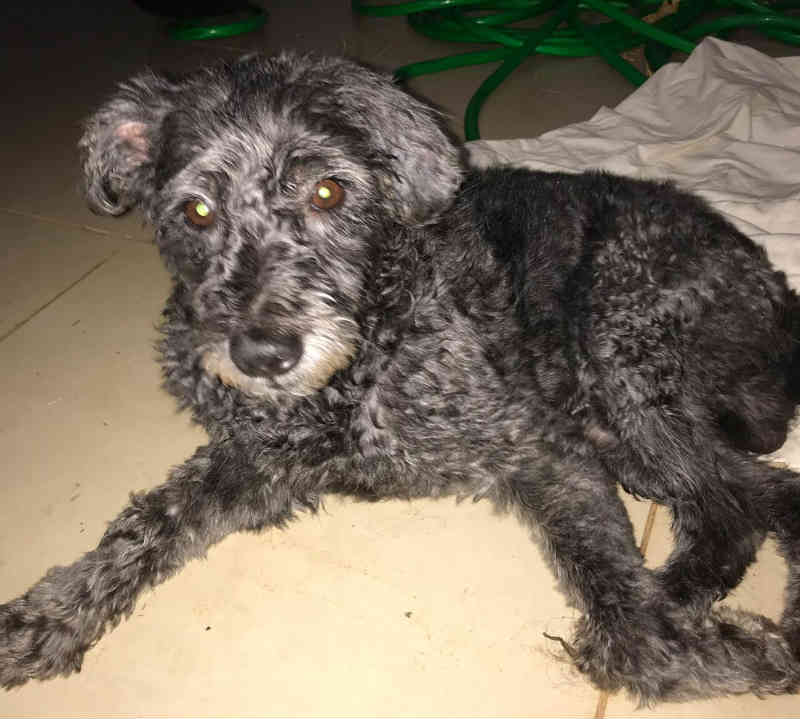 Jovem salva cão que caiu em córrego na avenida em Franca, SP