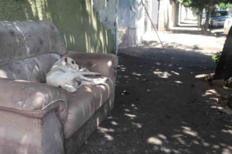 Cachorro aguarda retorno do tutor que morreu atropelado em Limeira, SP
