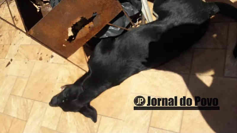 Com apoio da PM, protetora de animais resgata cachorra que agonizava sob o sol, tendo convulsões em Marília, SP
