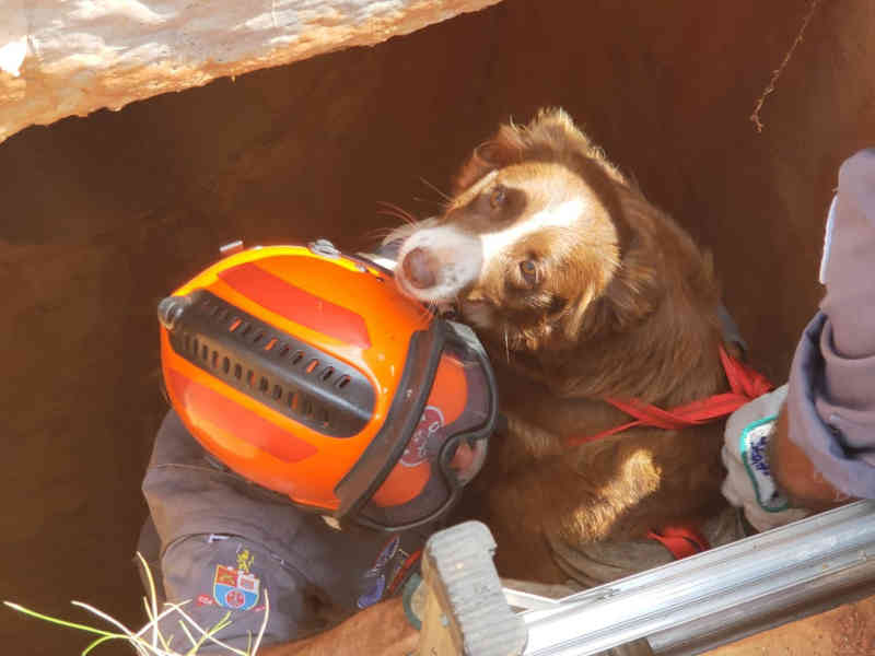 Bombeiros resgatam cachorra após queda em galeria pluvial em Pompeia, SP