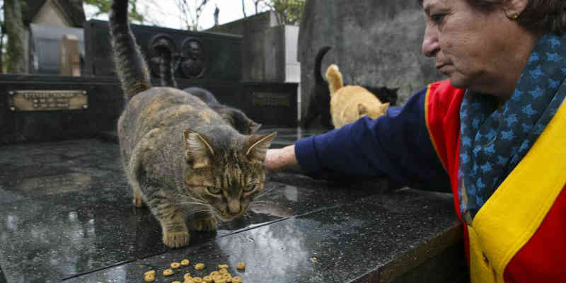 Prefeitura de São Paulo volta atrás e funcionários de cemitérios podem cuidar de animais abandonados