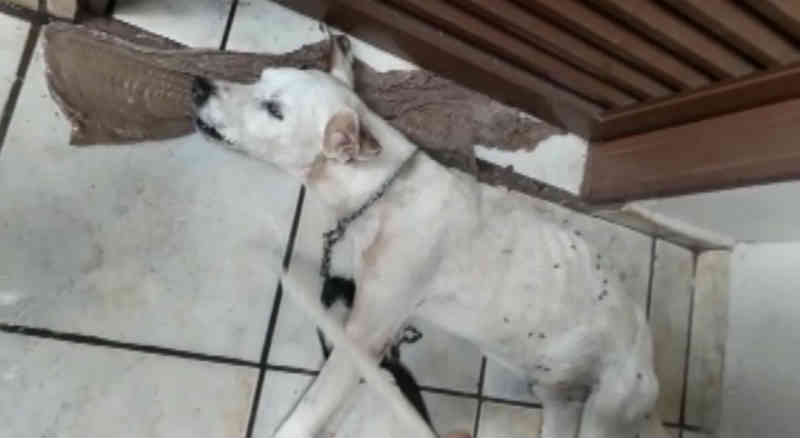 Polícia apura suspeita de maus-tratos após morte de cão em São Joaquim da Barra, SP