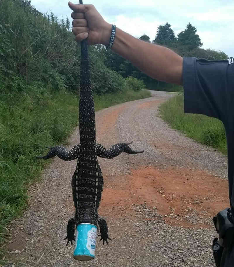 Policiais salvam lagarto com lata de leite condensado presa na cabeça, em Piedade, SP