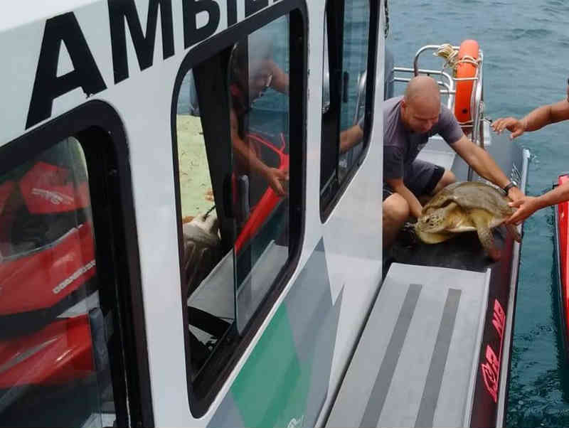 Tartaruga doente é resgatada próxima à Ilha Anchieta em Ubatuba, SP
