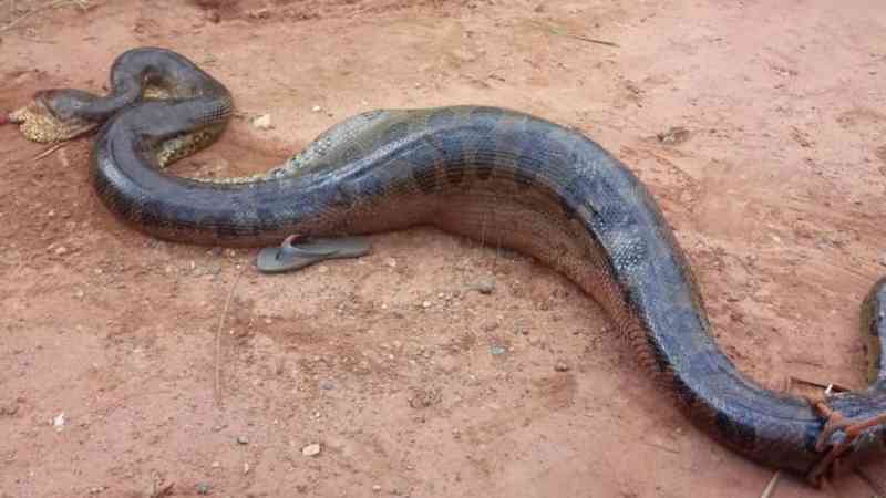 Cinco suspeitos de matar cobra sucuri de 6 metros são multados em R$ 33 mil em Araraquara, SP