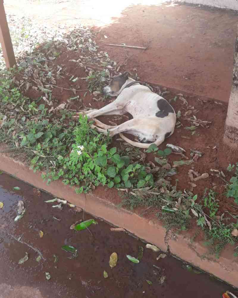 Casal viaja e deixa 2 cães sem água e comida em Campo Grande, MS