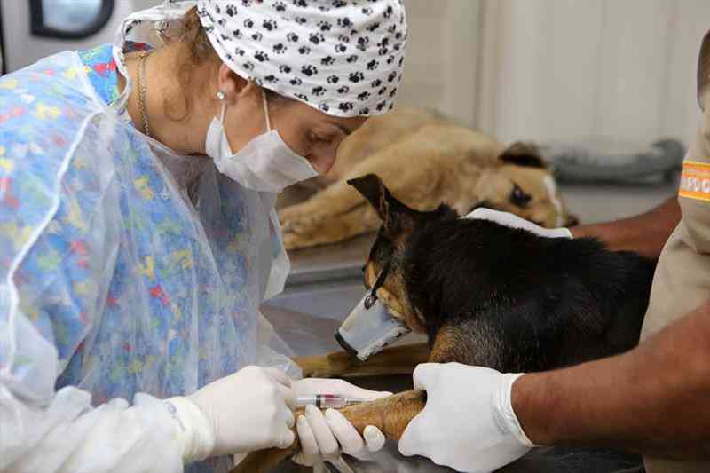 CCZ de Fernandópolis (SP) realiza castrações gratuitas de cães e gatos