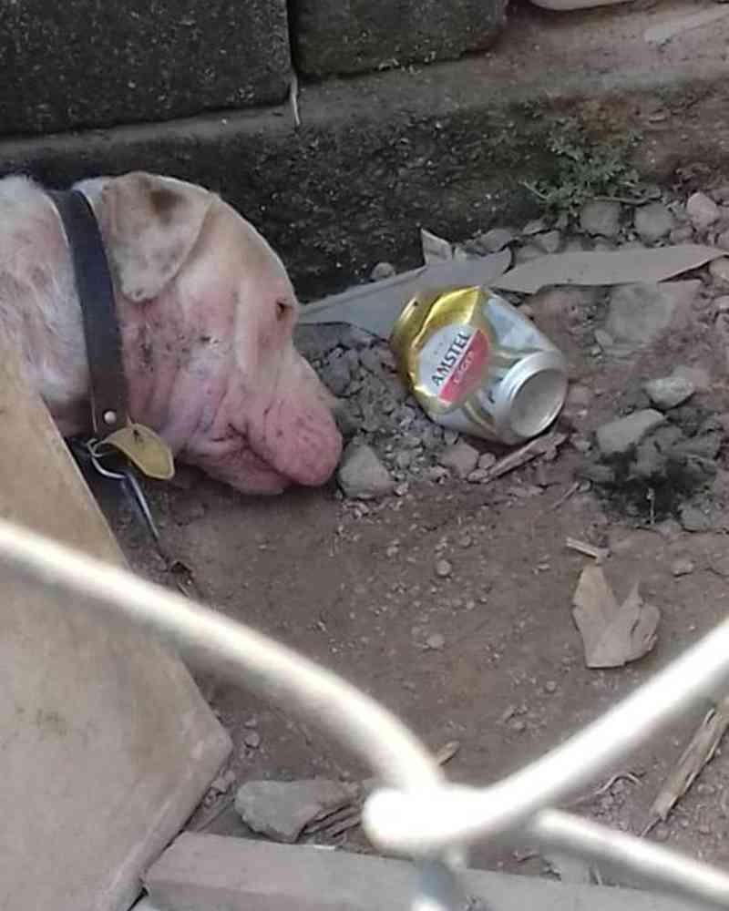 Prefeitura resgata cão em condições de abandono e de maus-tratos em Itapevi, SP