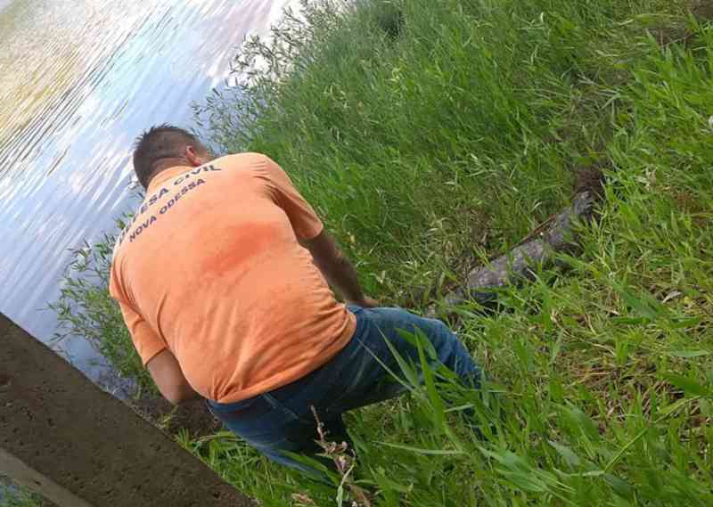 Jacaré morre após se enroscar em rede de pesca na represa Recanto 1, em Nova Odessa, SP