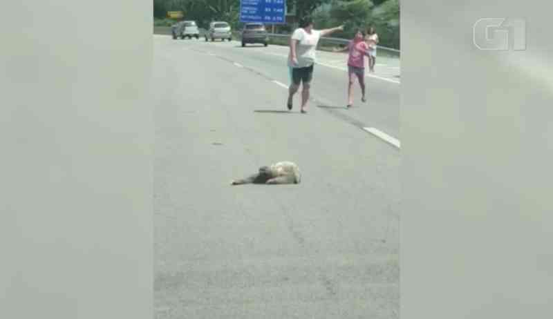VÍDEO: Bicho-preguiça para trânsito em travessia na rodovia Tamoios, em SP