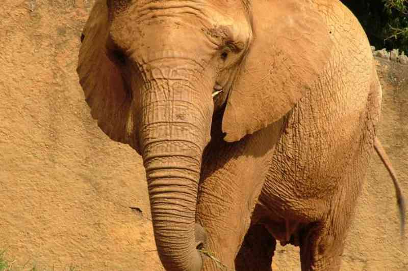 MP investiga morte da elefante Teresita no Zoológico de SP para saber se houve maus-tratos