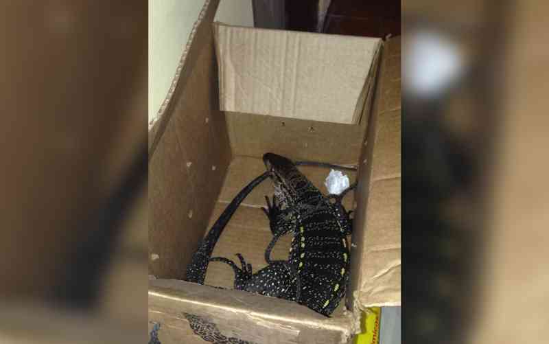 Homem salva lagarto de virar comida em SP e fica 3 dias com bicho em casa à espera de resgate
