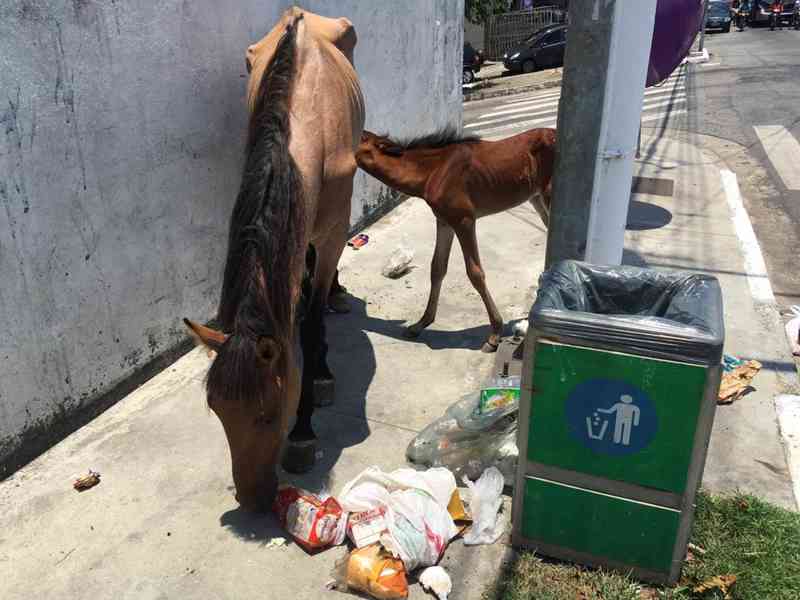 Cavalos raquíticos comem lixo para sobreviver em ruas de Santos, SP: ‘Da dó’