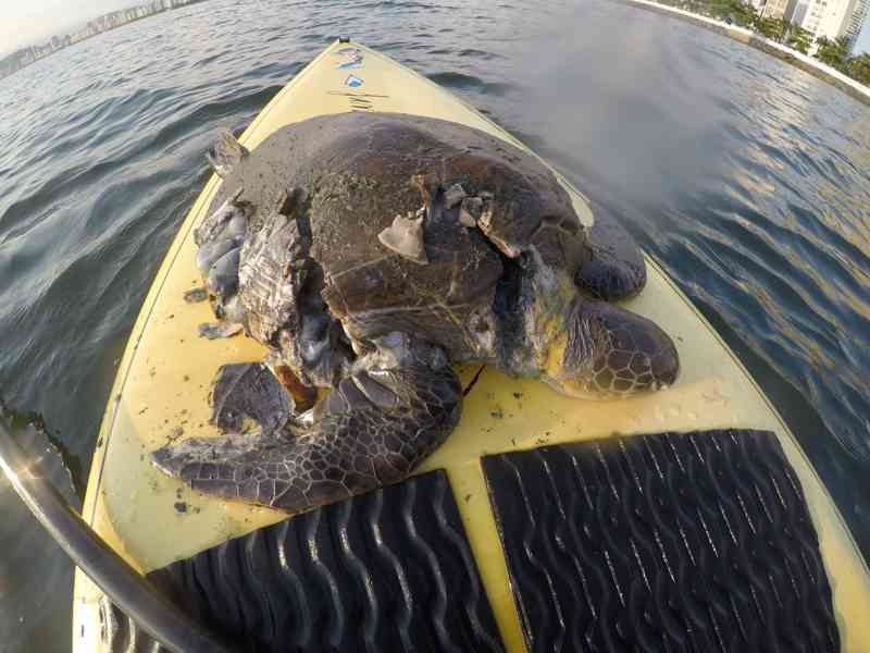 Tartaruga morre após ter casco destruído por moto aquática em SP