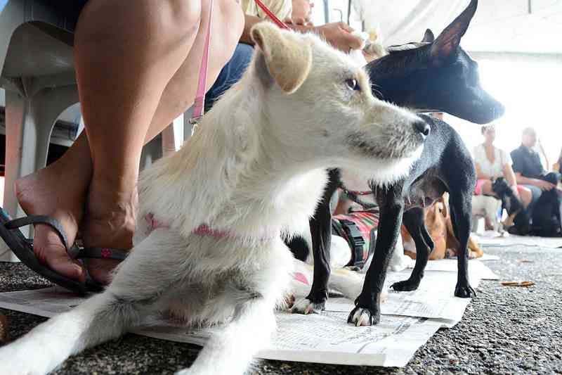 Mutirão de castração de cães e gatos abre inscrições para 45 bairros em Sorocaba, SP