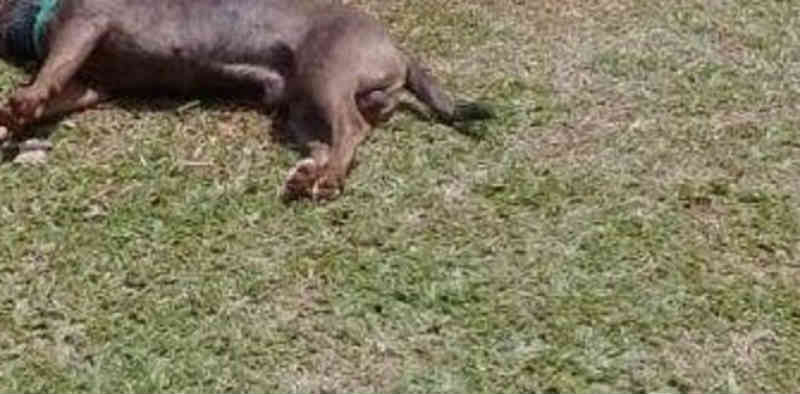 Cão morreu por estar amarrado debaixo de sol, sem água e comida, denunciam