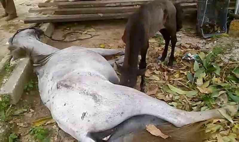 Filhote tenta mamar em égua que foi esfaqueada em Arapoema, TO; vídeo