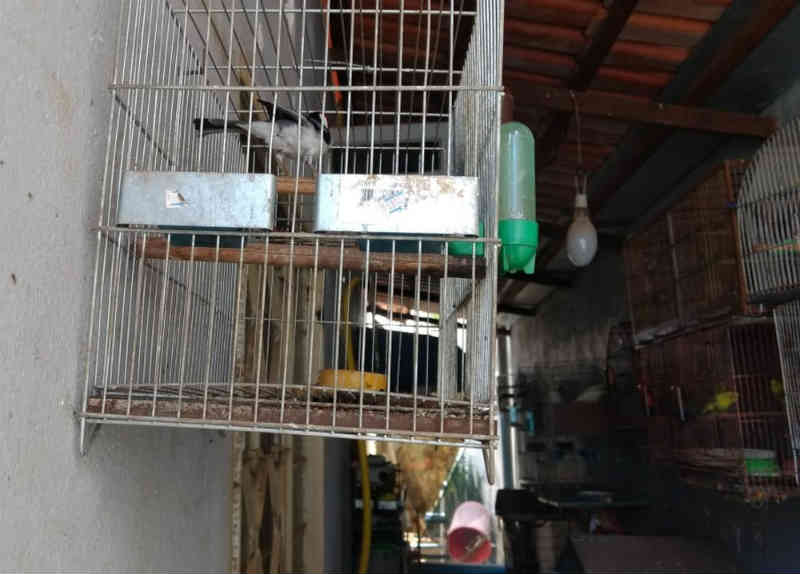Animais em situação de abandono são apreendidos em casa na região sul de Palmas, TO