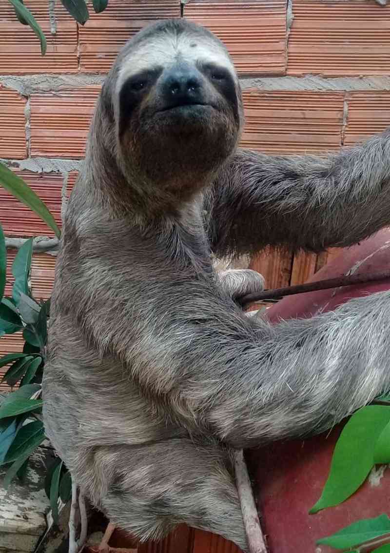Bicho-preguiça é capturado após ser encontrado por moradora no quintal de casa, em Araguaína, TO