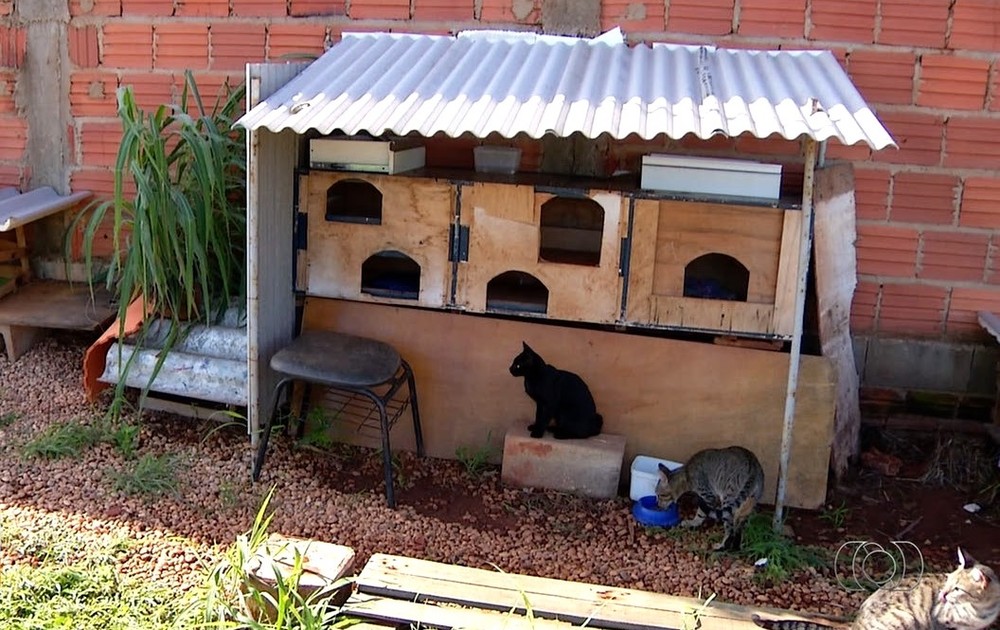 Empresária constrói condomínio para mais de 20 gatos de rua em Palmas, TO
