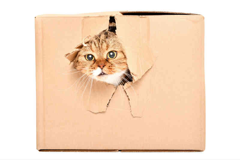 Inacreditável! Homem envia seu gato para um abrigo através do serviço postal!