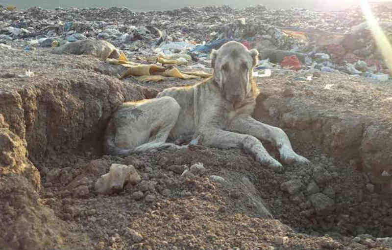 Mulher viu foto de cão que vivia em lixão e soube que teria que ajudá-lo