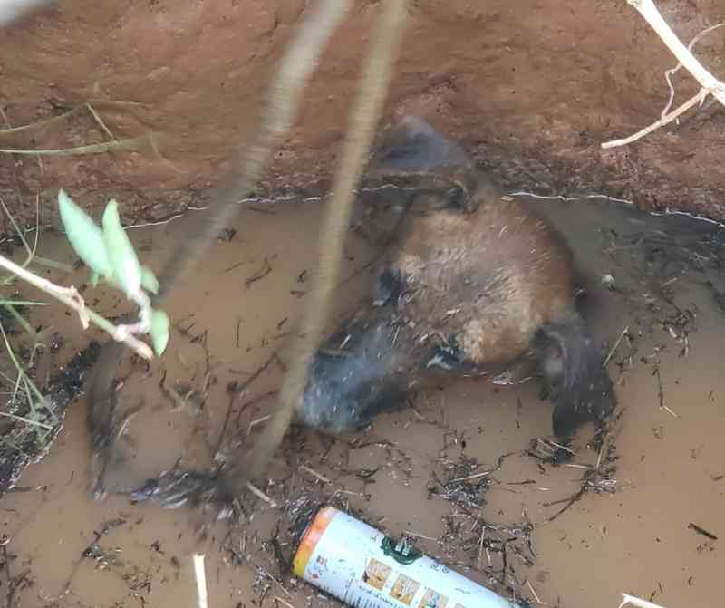 Bombeiros resgatam cachorro que caiu em poço abandonado em Rio Branco, AC