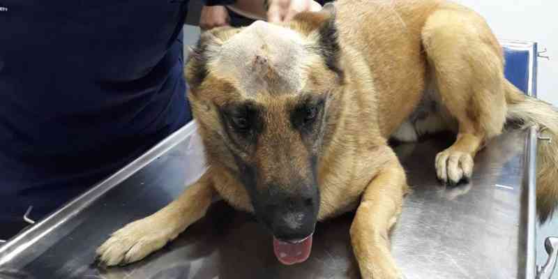 Cão sobrevive após levar facada no crânio enquanto defendia o tutor