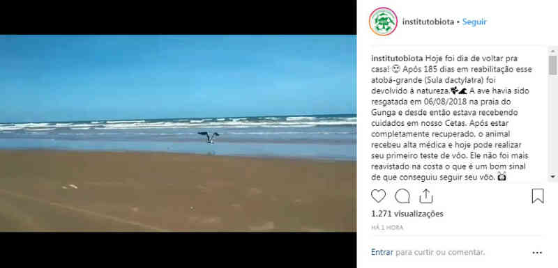 Ave da espécie atobá-grande é solta em praia de Alagoas após meses de reabilitação