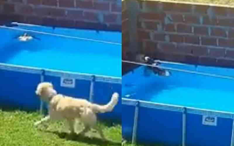 Cachorro vê pássaro se afogando na piscina e o resgata; vídeo