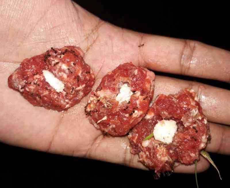 Moradores denunciam carne envenenada em condomínio de Aparecida de Goiânia, GO