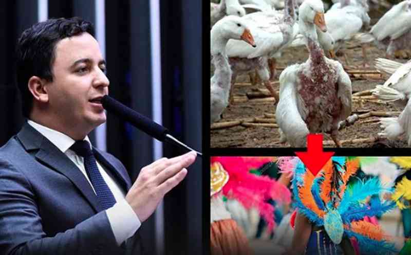 Deputado quer proibição do uso de penas e plumas de animais para fantasias de Carnaval
