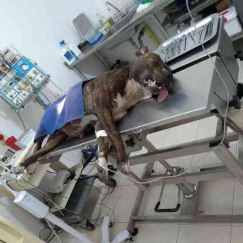 Em Popayán, Colômbia, uma cachorra da raça pit bull teve as genitálias costuradas para não precisar ser castrada