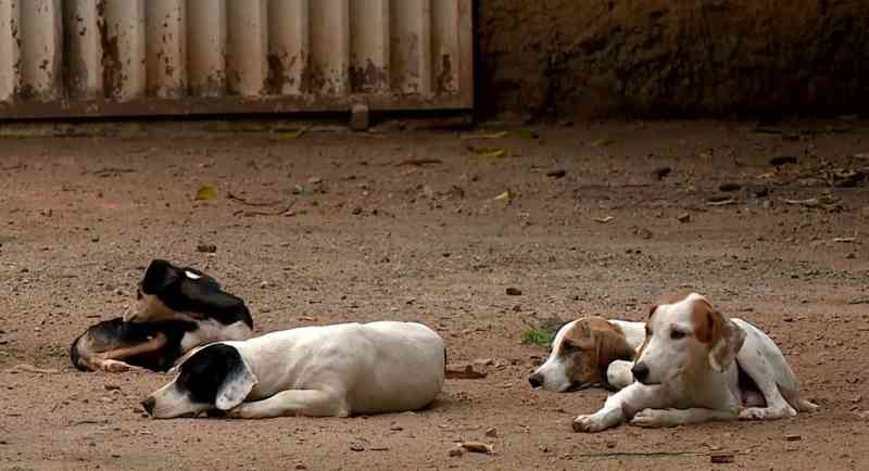 Filhotes são mortos a tiros em lar temporário para cães em Baixo Guandu, ES
