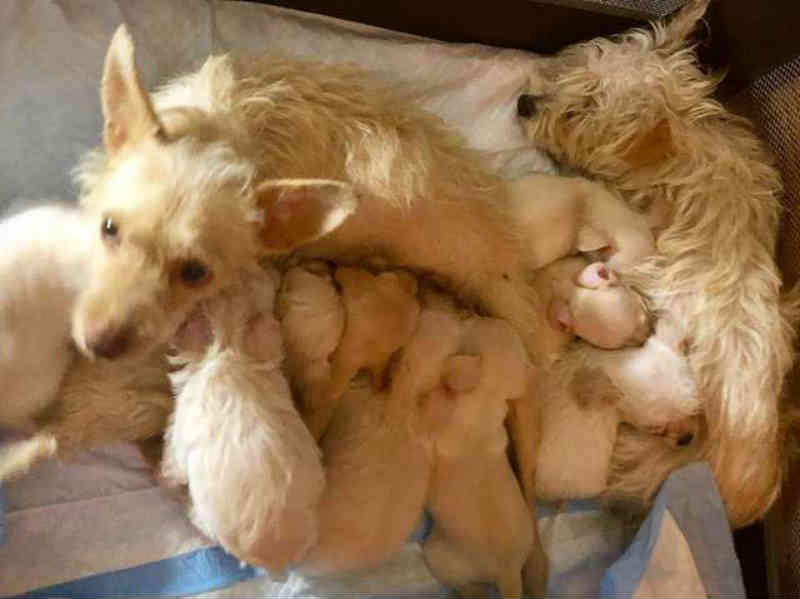Cadelas achadas em beco criavam juntas seus filhotes