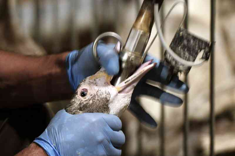 Foie gras pode ser proibido em Nova York
