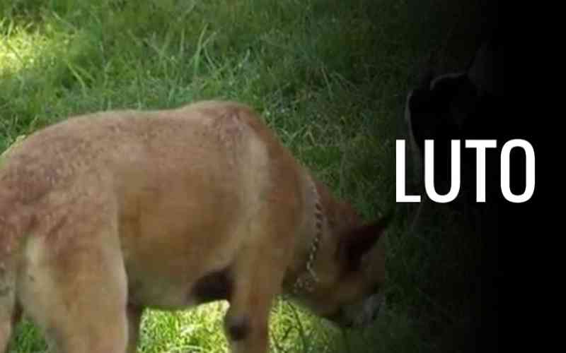 Família percebe ausência de cachorro e descobre que ele foi morto a pedradas, em Goiânia