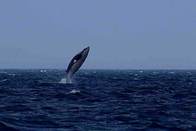 Islândia planeja matar mais de 2 mil baleias em cinco anos