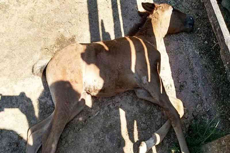 Filhote de égua é encontrado morto com sinais de estupro em Leopoldina, MG