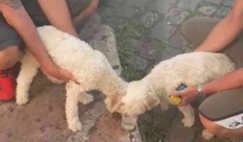 Cachorrinhas abandonadas dentro de carro por mais de 5 horas são resgatadas por turistas em Mariana, MG