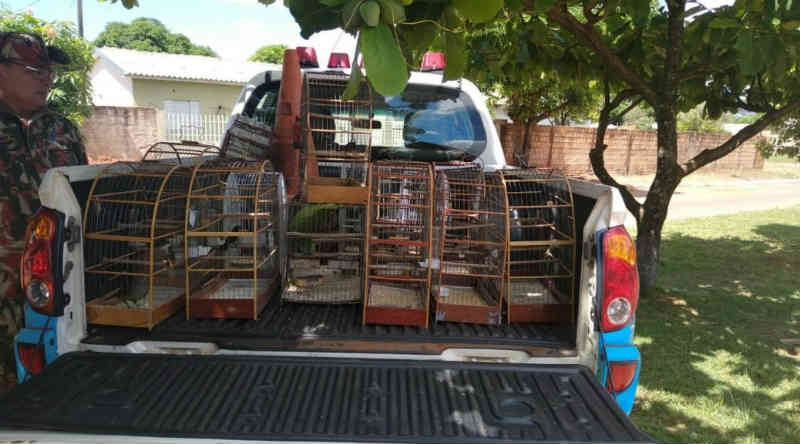 Pai e filho são multados em R$ 12,5 mil por manter 16 aves silvestres em cativeiro em Mundo Novo, MS