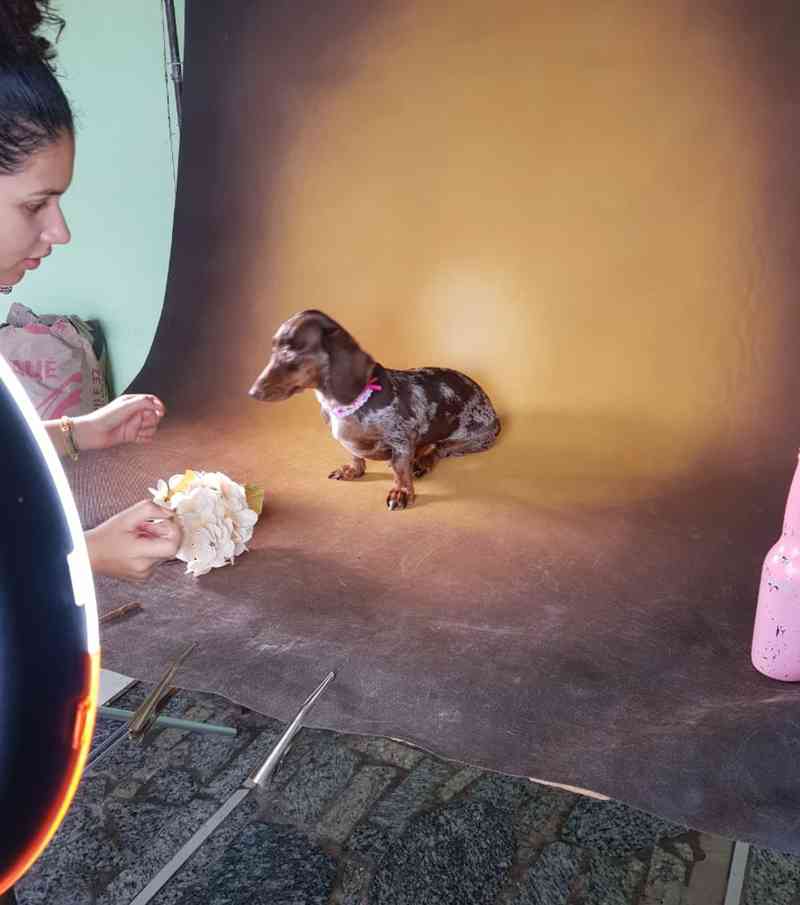 Cães e gatos resgatados das ruas de Cuiabá fazem ensaio fotográfico em busca de um tutor
