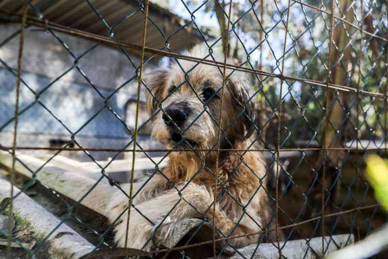 Bem Estar Animal faz resgate de cães com denúncias de espancamento em Cuiabá