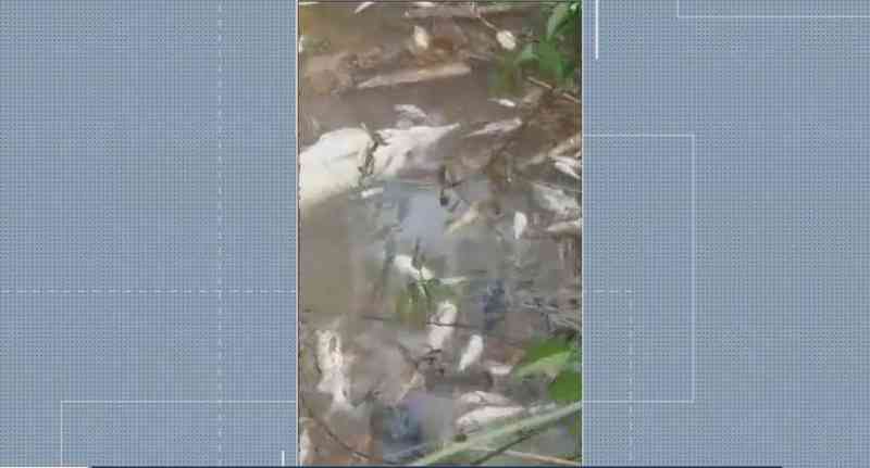 Peixes são encontrados mortos no Rio Teles Pires em MT e usina diz que animais são recolhidos para perícia