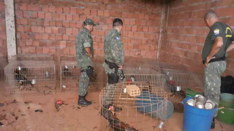 Juvam de Rondonópolis (MT) e PM fecham rinha de galo e resgatam 37 aves