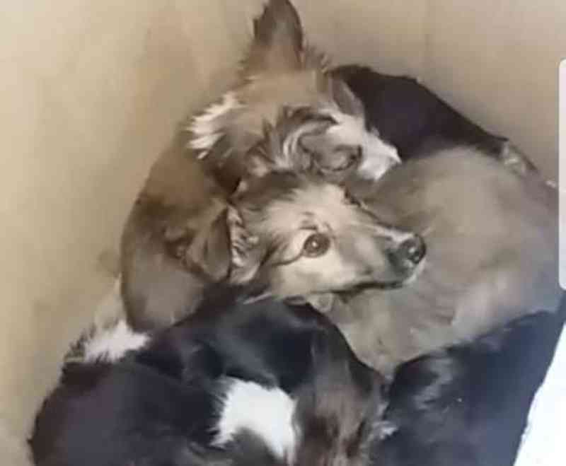 PRF resgata filhotes de cães abandonados em Santa Vitória do Palmar, MT