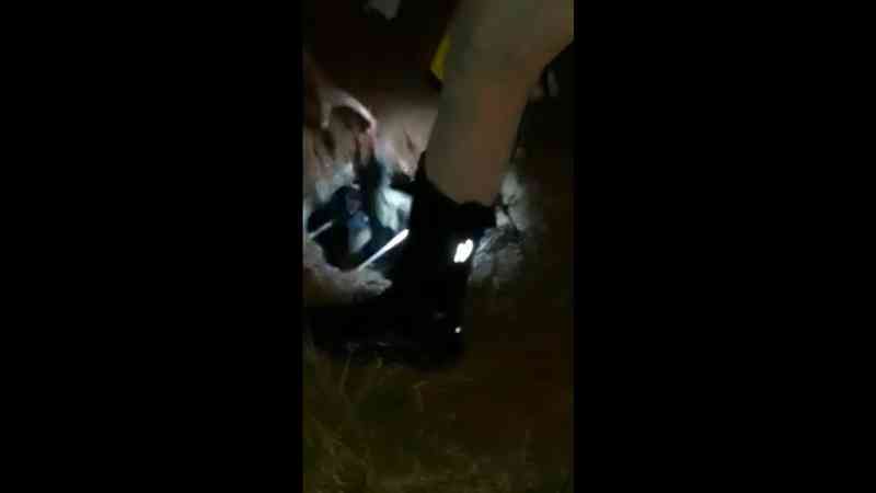 Bombeiro salva filhote de gato que caiu em fossa em MT
